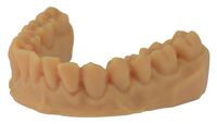 prime4me® dental arch model